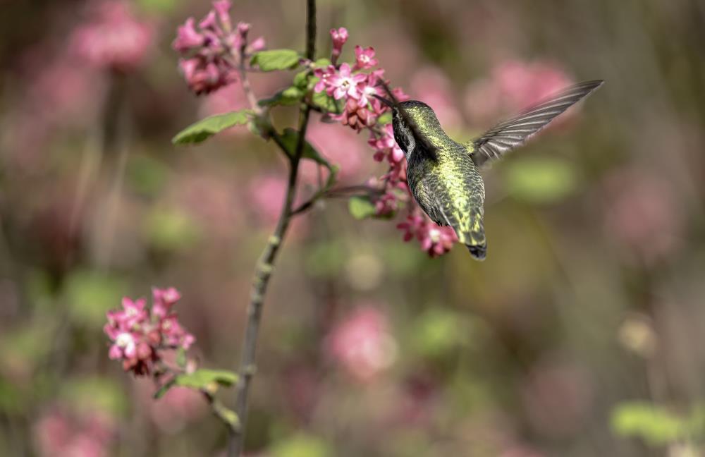 annas hummingbird two