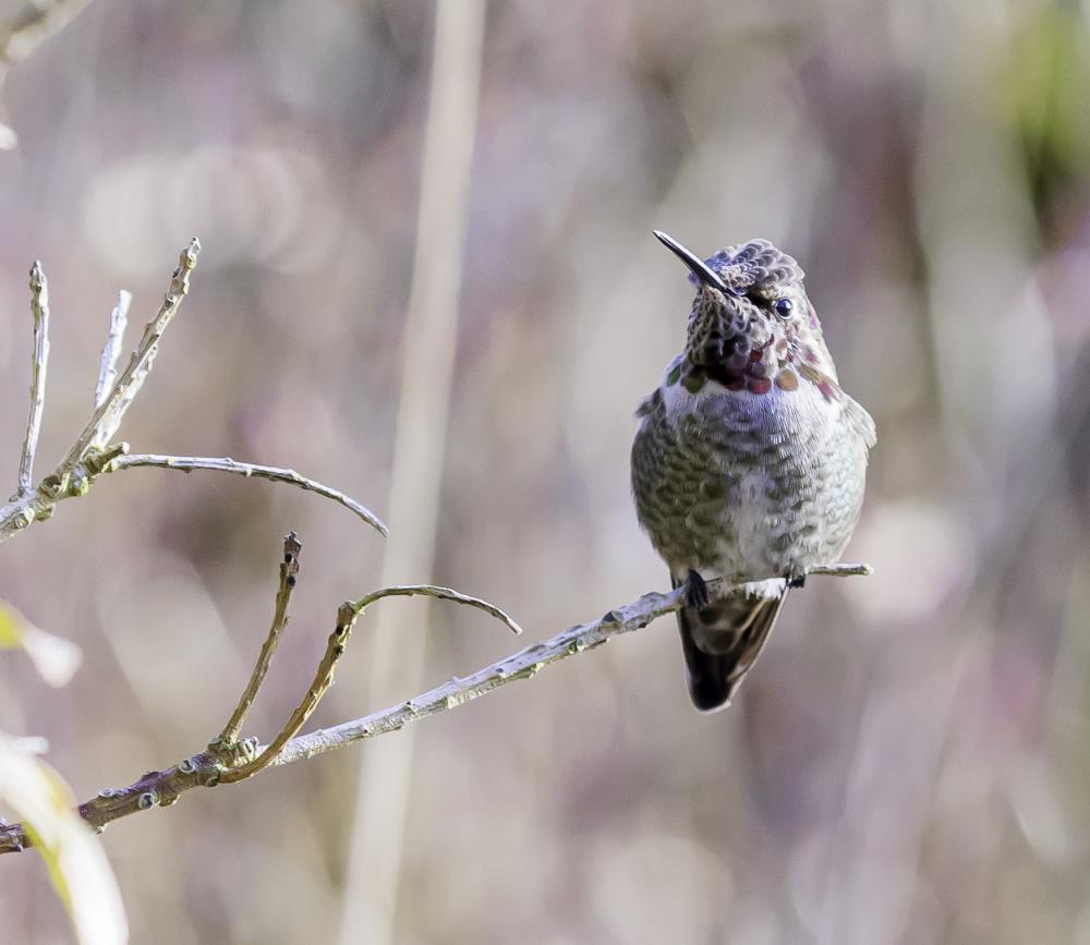 Anna's Hummingbird 2