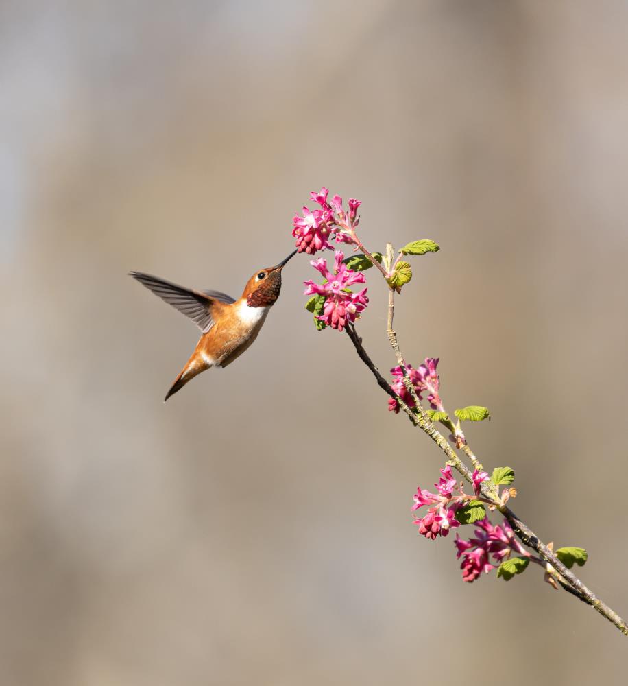 Rufous Hummingbird