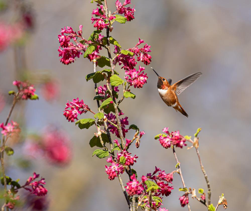 Rufous Hummingbird